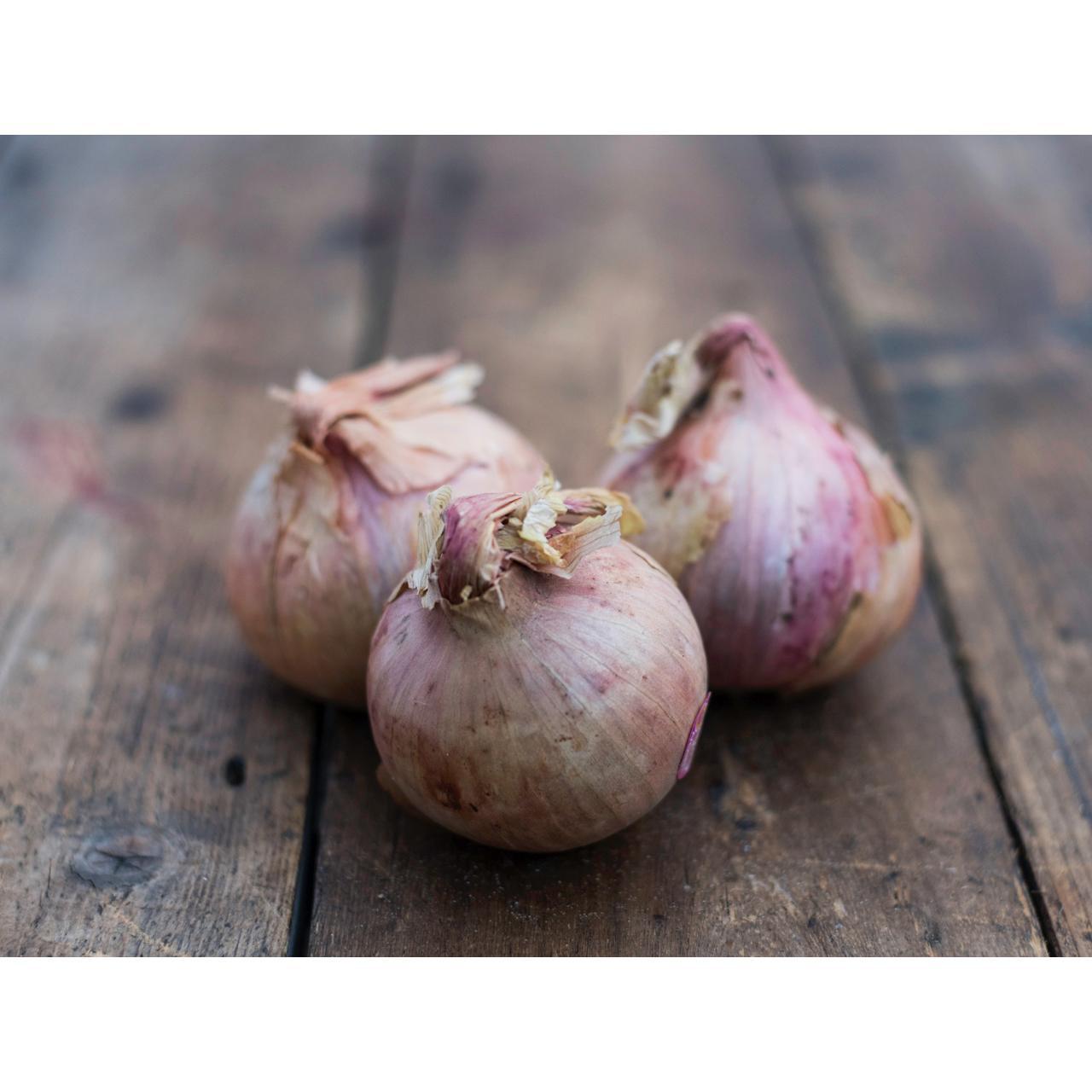 AOP ロスコフ産玉ねぎのすべて | Taste France Magazine